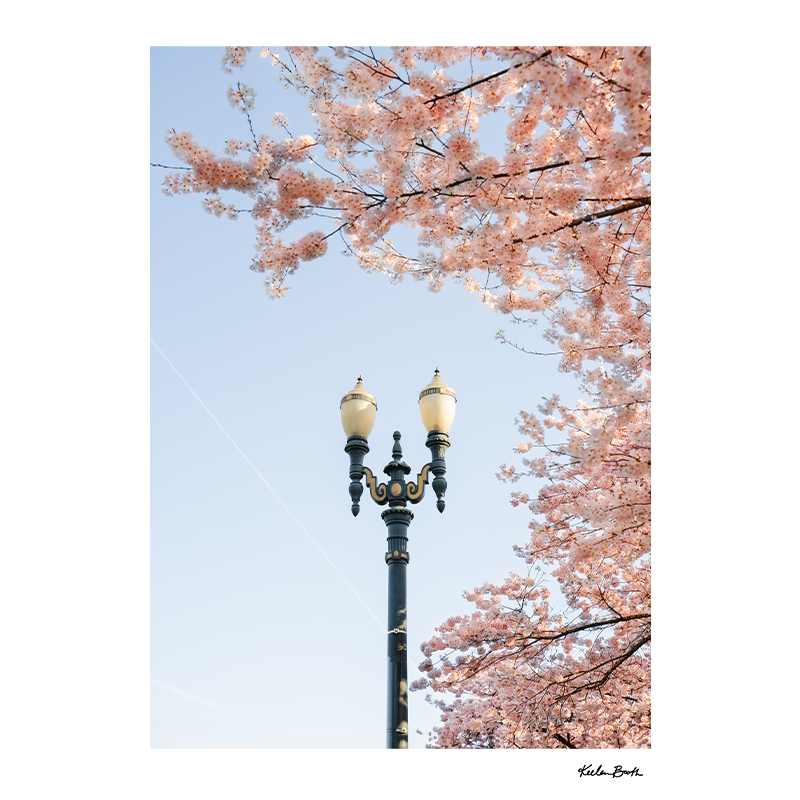 Light Post Blossoms
