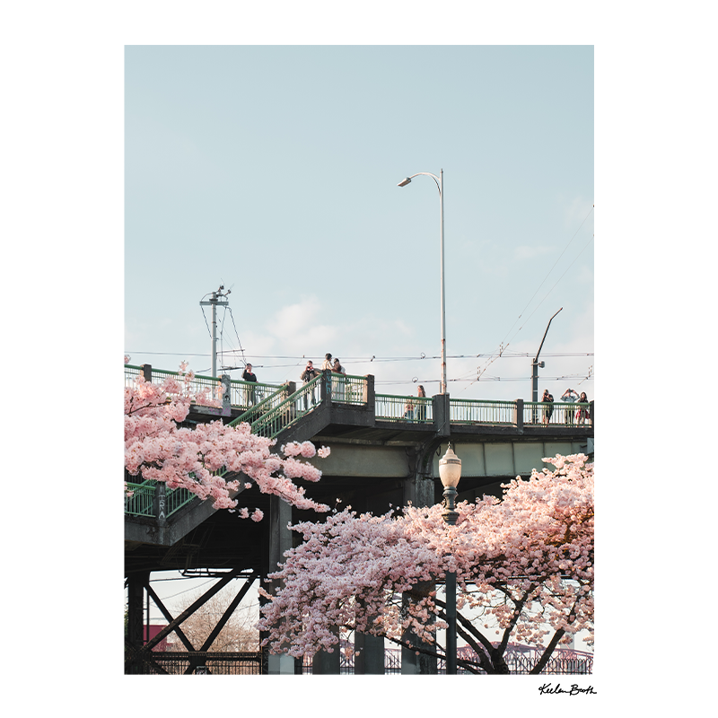 Bridge Blossoms