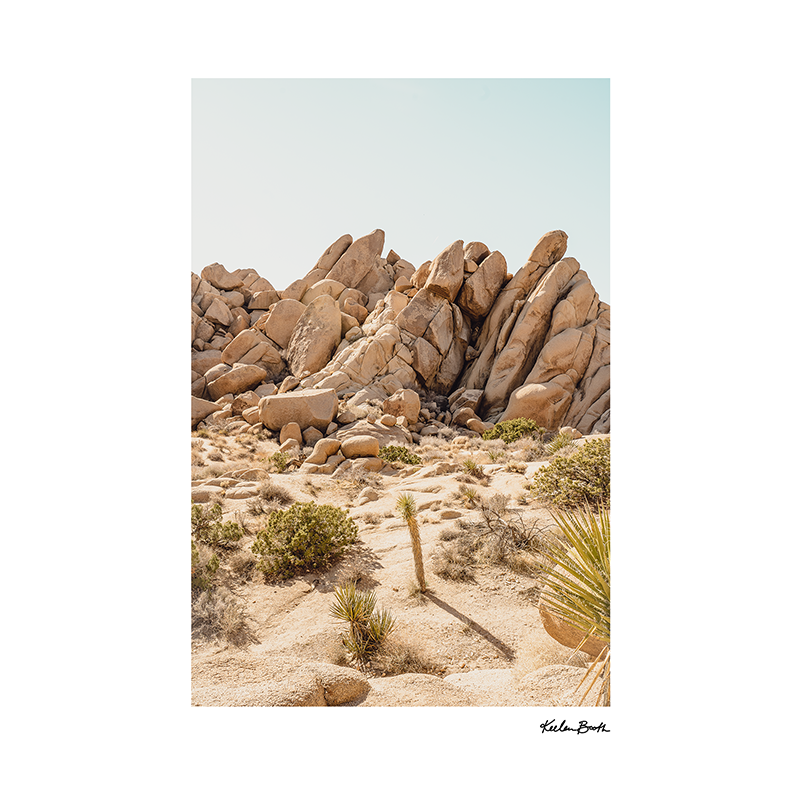 Joshua Tree Shadow