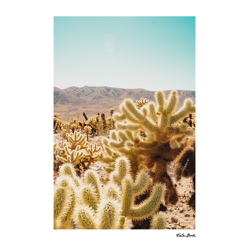 Joshua Tree Cactus Garden [ 2 ]